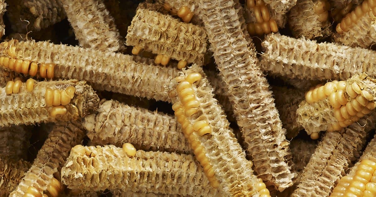 Tongkol Jagung